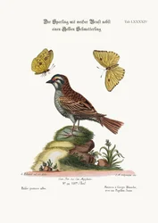The White-throated Sparrow, and the Yellow Butterfly, 1749-73